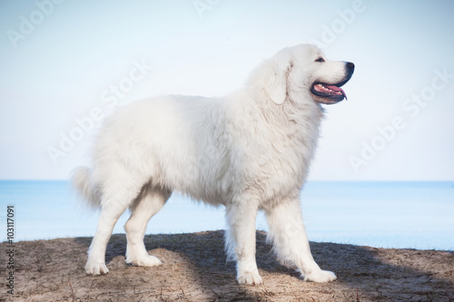 Polish Tatra Sheepdog. Role model in its breed. Also known as Podhalan