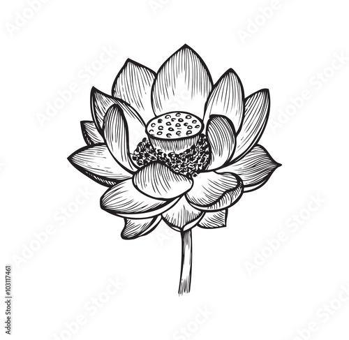 The lotus flower