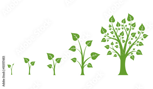 Tree growth vector diagram. Green tree growth, nature leaf growth, plant growh illustration