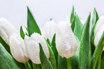Fresh white tulip bouquet with water drops close-up on white background. Spring