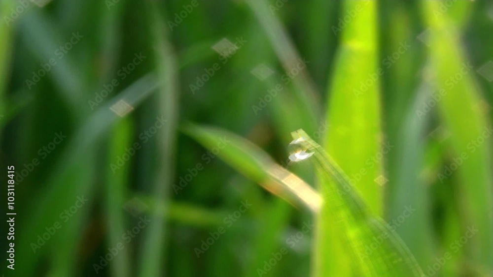 Sunlight reflection on a waterdrop in top of a blade of grass
Sunlight reflection on a waterdrop in top of a blade of grass