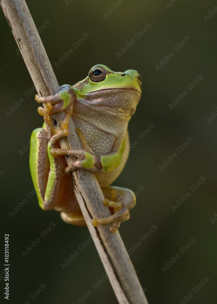Obraz premium Green Tree Frog on a reed leaf (Hyla arborea)