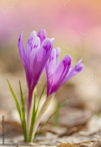 View of close-up magic blooming spring flowers crocus