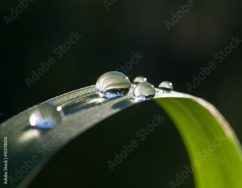 Foto Fresh grass with dew drops and Sun beams