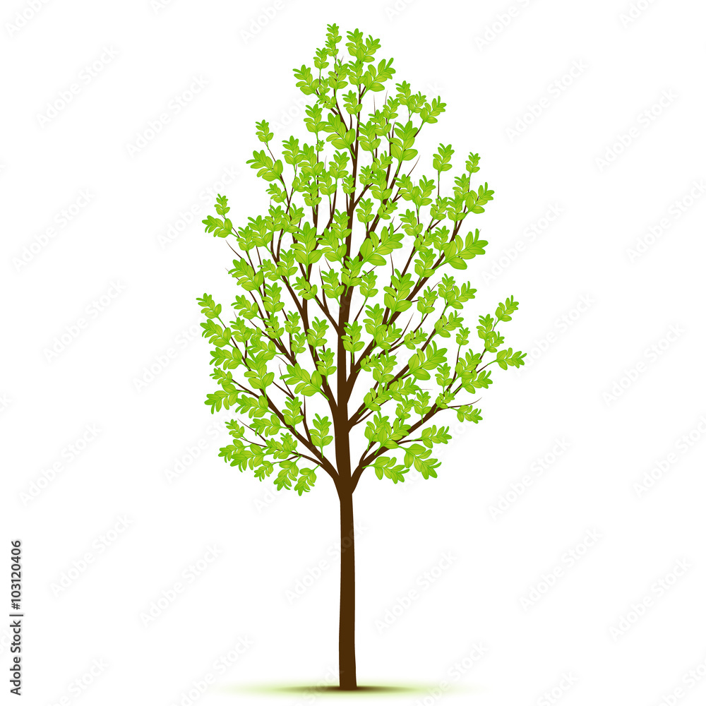 Green tree with leaves on white background Green tree with leaves on white background