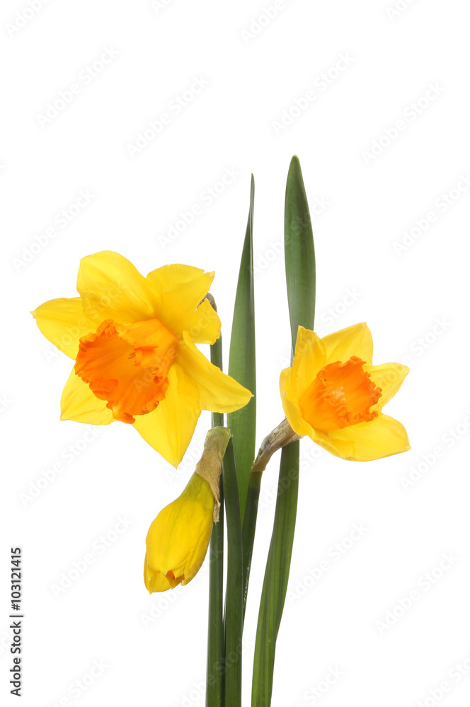 Daffodil flowers and leaves