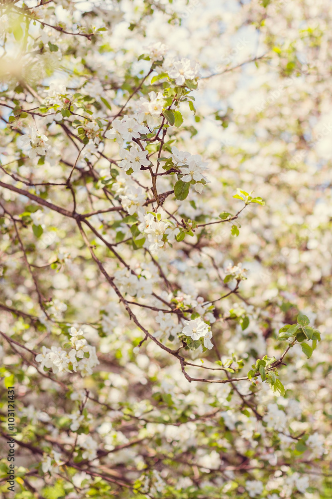 Apple tree blossom Apple tree blossom