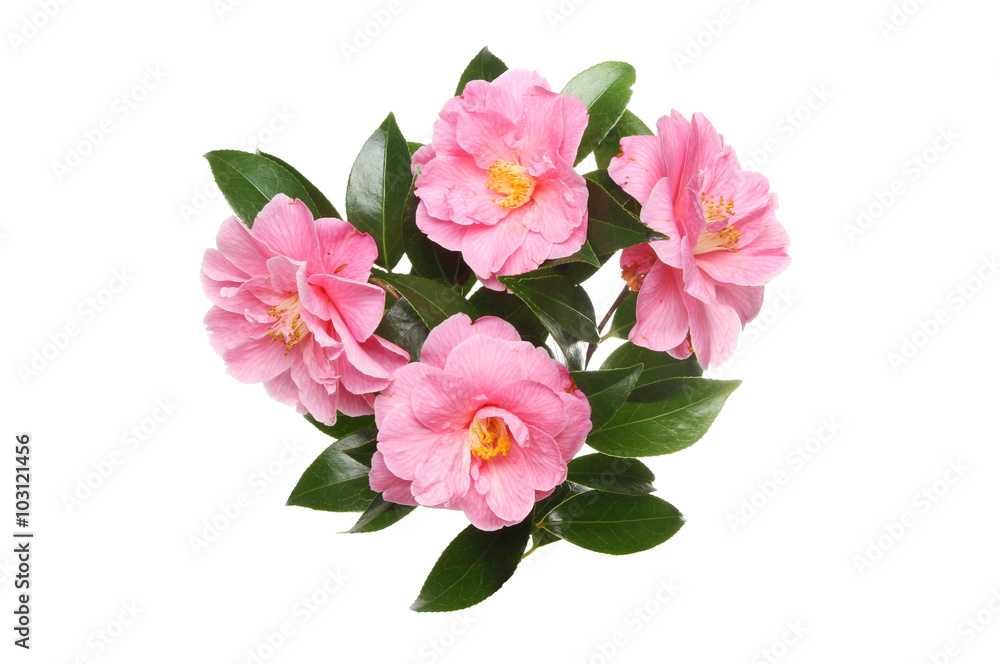 Four Camellia flowers