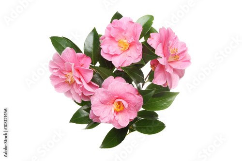Four Camellia flowers