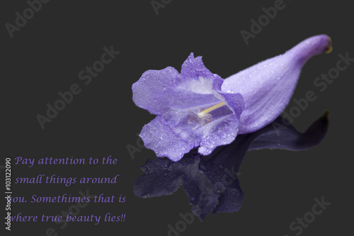 Jacaranda flowers macro on a shiny surface photo