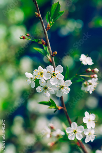 Blossoming tree brunch with white apple or cherry flowers on green and dark blue background, macro, closeup, filter effect