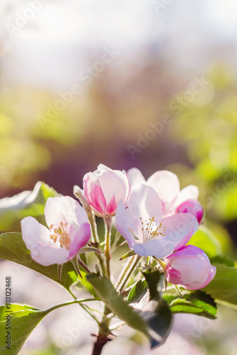 Apple tree blossom on defocused background