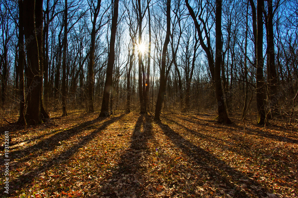 Fototapeta premium Colorful forest in autaumn wide angle view background