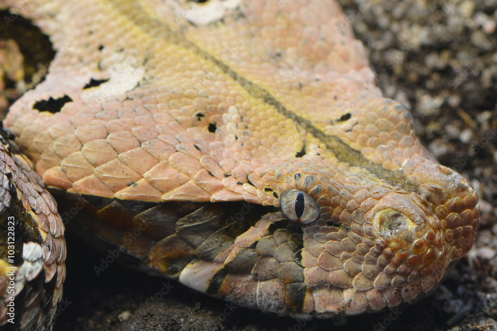 Obraz premium Hochgiftige Gabunviper