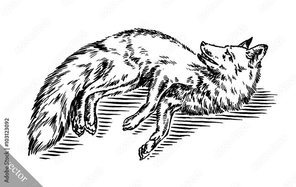 Obraz premium engrave ink draw fox illustration