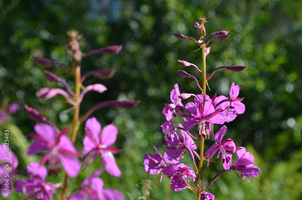 Pink flowers of fireweed in subarctic mountains, Swedish Lapland, Abisko Pink flowers of fireweed in subarctic mountains, Swedish Lapland, Abisko