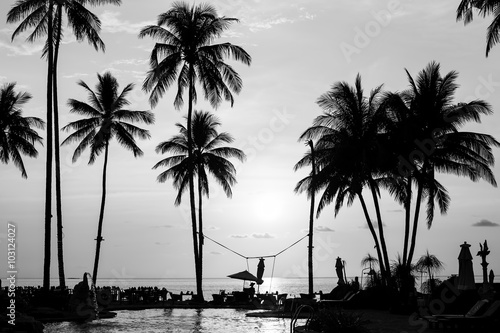 Silhouettes of palm trees on a tropical beach, black and white photography. © De Visu