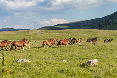 Mandria di cavalli corre su un altopiano tra le montagne © nnerto