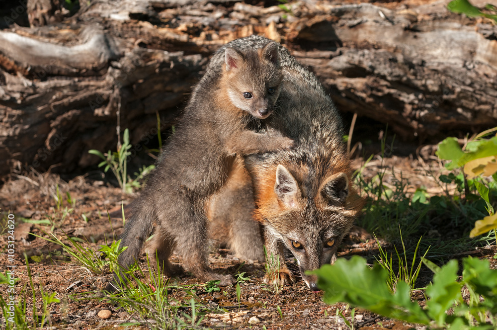 Fototapeta premium Grey Fox Kit (Urocyon cinereoargenteus) Climbs on Mother
