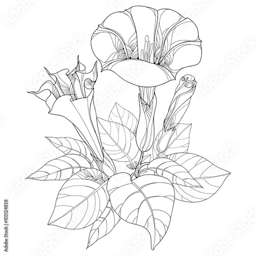Stem with Datura stramonium or Thorn apple. Poisonous plant. Flower, leaves and bud isolated on white background. Floral elements in contour style. photo