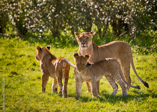 Rodzinka lwów