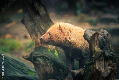 Bush Dog photo