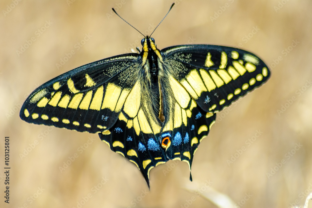 Fototapeta premium Beautiful Swallowtail