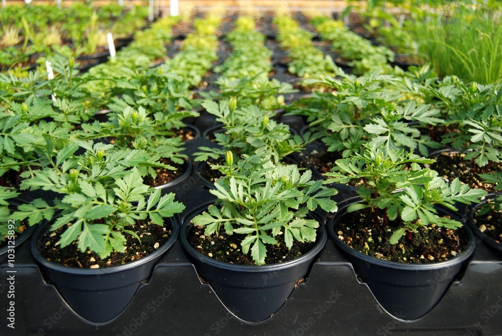 Marigold plants in a greenhouse Marigold plants in a greenhouse