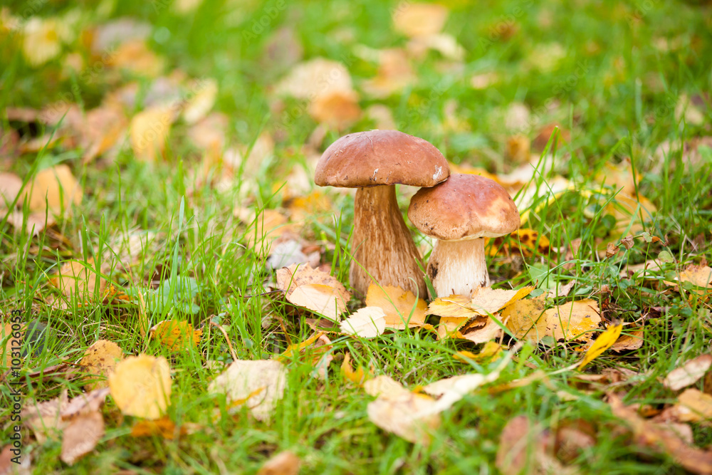 Cep mushroom in the forest