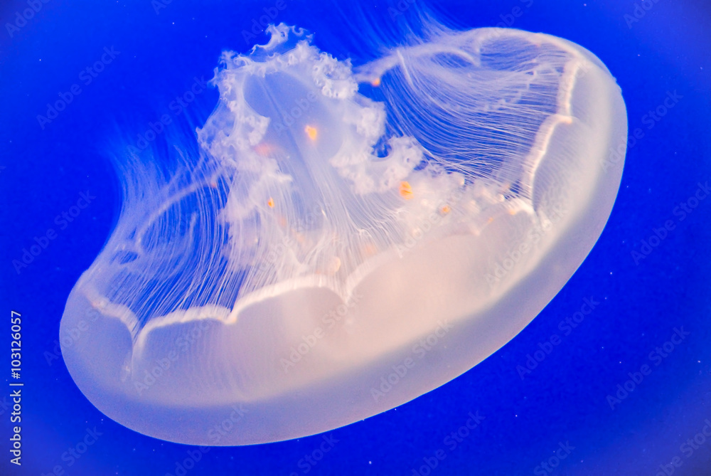 Fototapeta premium Moon jelly (Aurelia Labiata) is floating around upside down