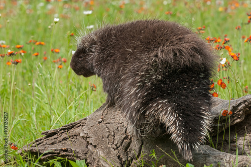 Porcupine (Erethizon dorsatum) with Back to Viewer photo