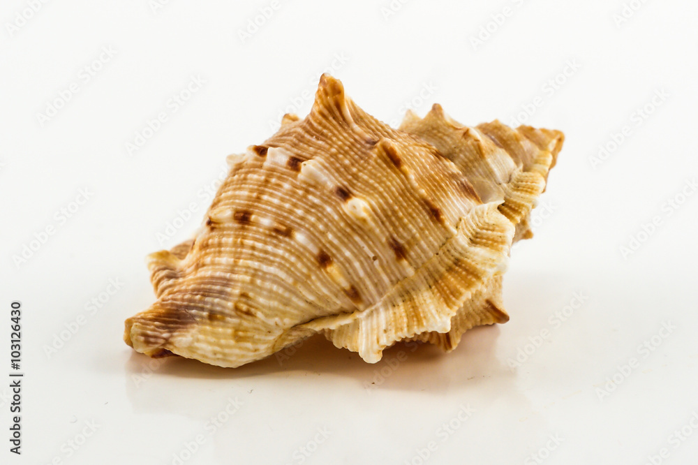 Seashells on the white background. Isolated Seashells on the white background. Isolated