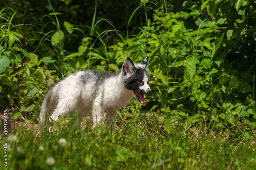 Young Marble Fox (Vulpes vulpes) Stands in Grass Young Marble Fox (Vulpes vulpes) Stands in Grass