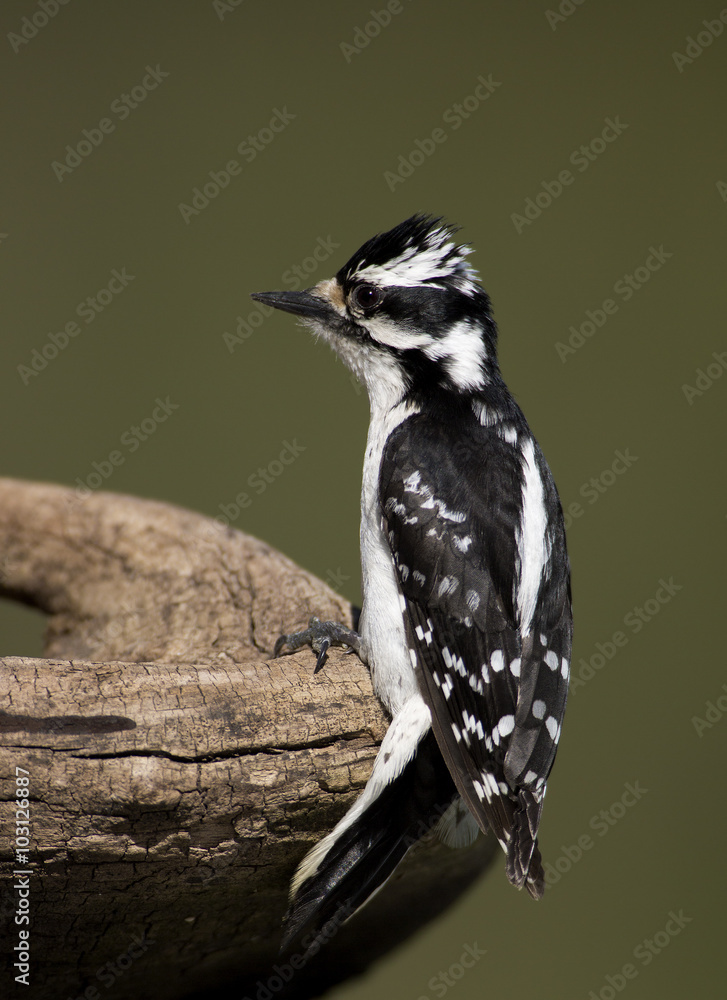 Obraz premium Female Downy Woodpecker (Picoides pubescens,