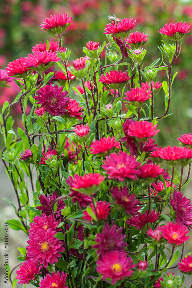 Small pink asters in the park. Selective focus