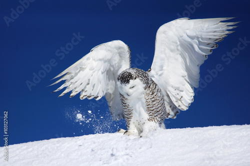 Snowy owl landing on snow
