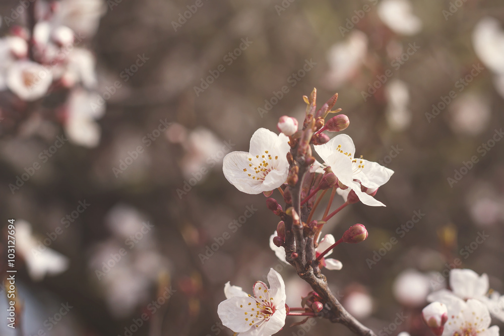 cherry tree flowers blooming in springtime cherry tree flowers blooming in springtime