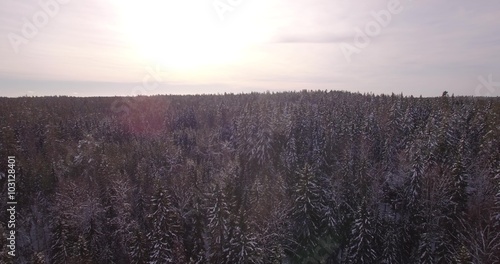 Aerial flying over treetops in wintery forest 4K ungraded