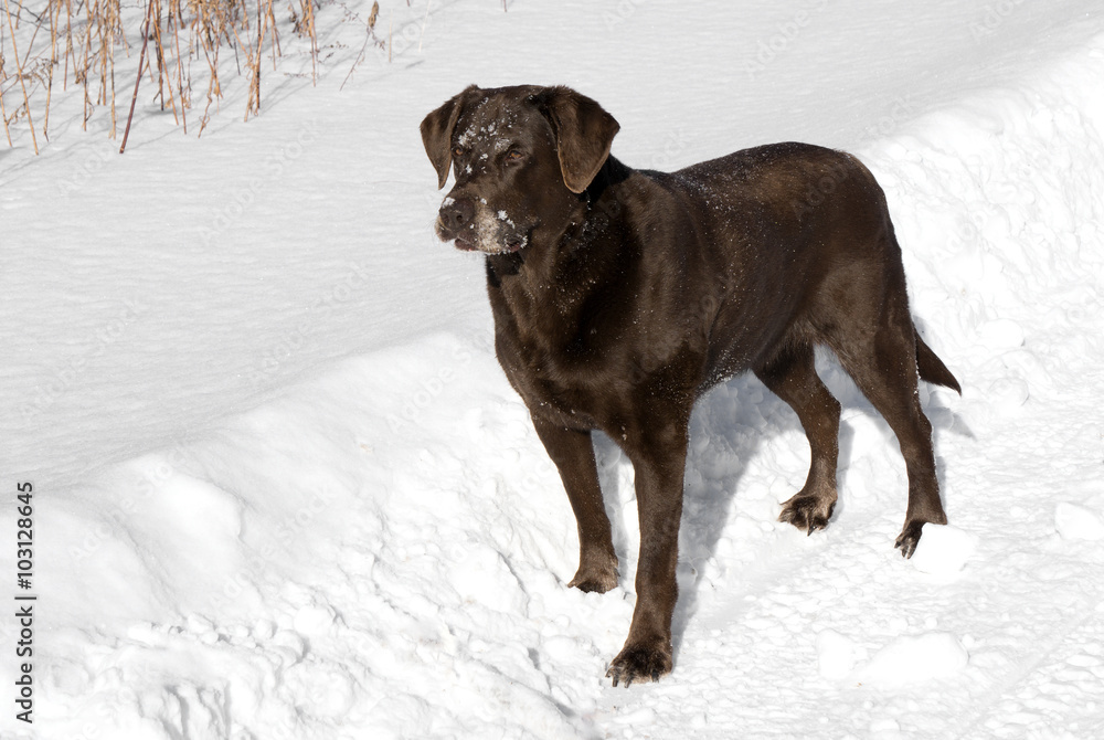 Chocolate Labrador Retriever in snow