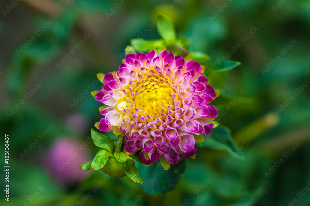 Obraz premium Pink dahlia in the park