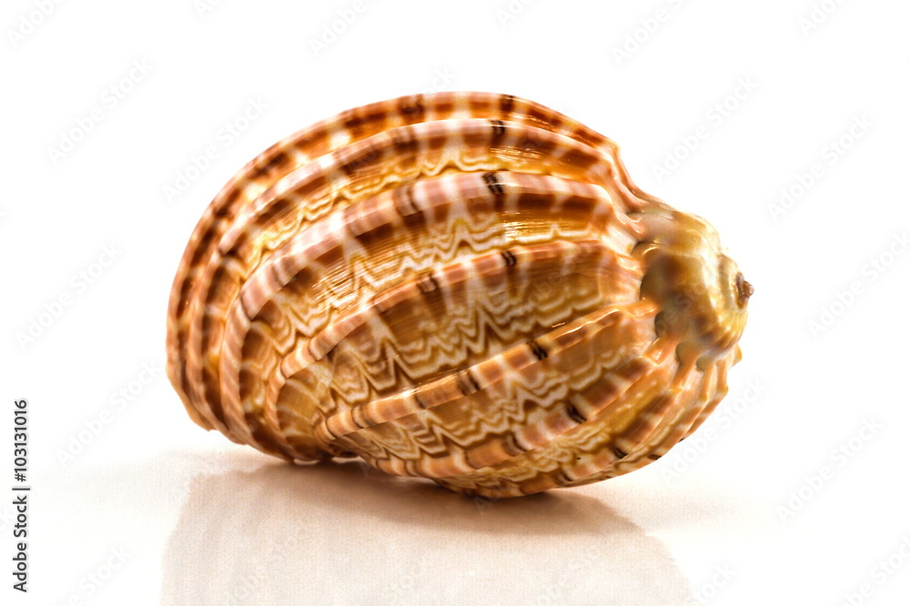 Seashell on the white background. Isolated Seashell on the white background. Isolated
