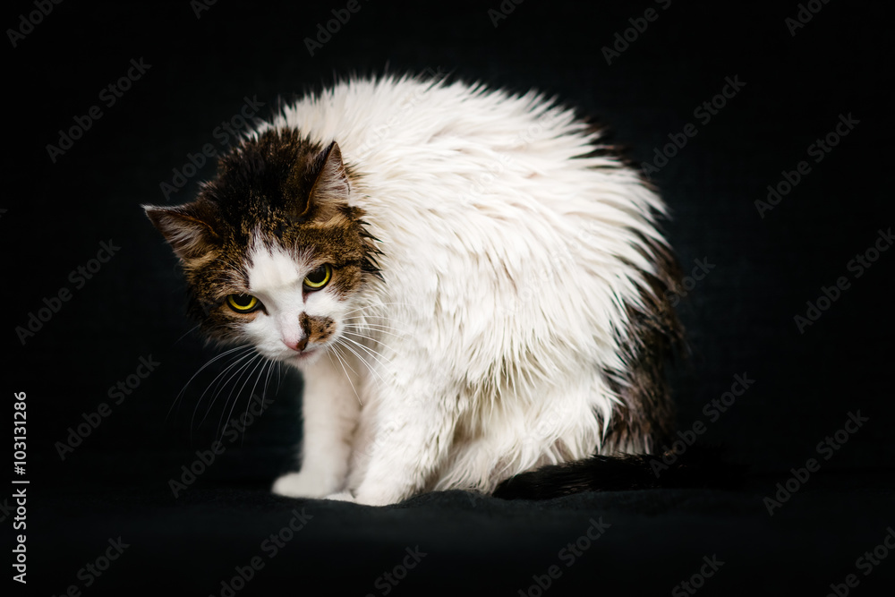 Sullen look of pathetic wet cat with bright yellow eyes sitting on sofa after bathing. Displeased cat after shower, black background