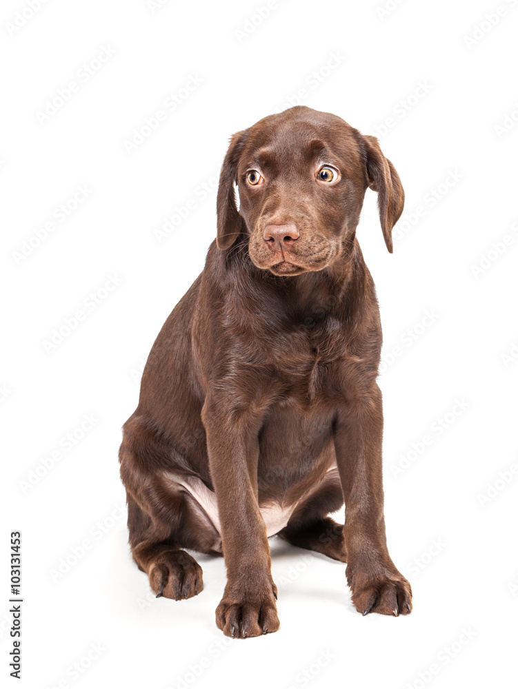 Close-up of Labrador Retriever puppy isolated on white background Close-up of Labrador Retriever puppy isolated on white background