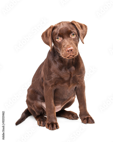 Close-up of Labrador Retriever puppy isolated on white background