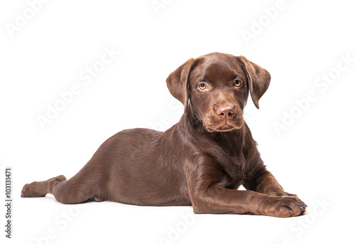 Close-up of Labrador Retriever puppy isolated on white background