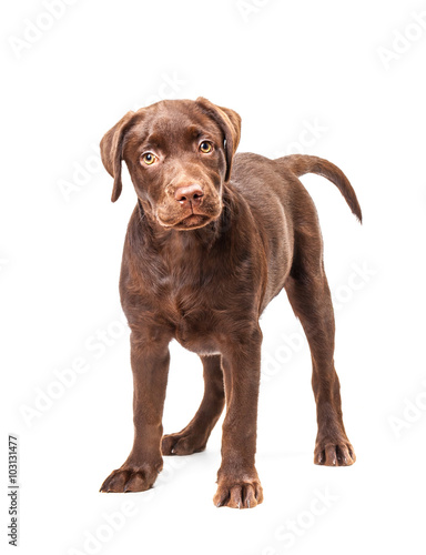 Close-up of Labrador Retriever puppy isolated on white background