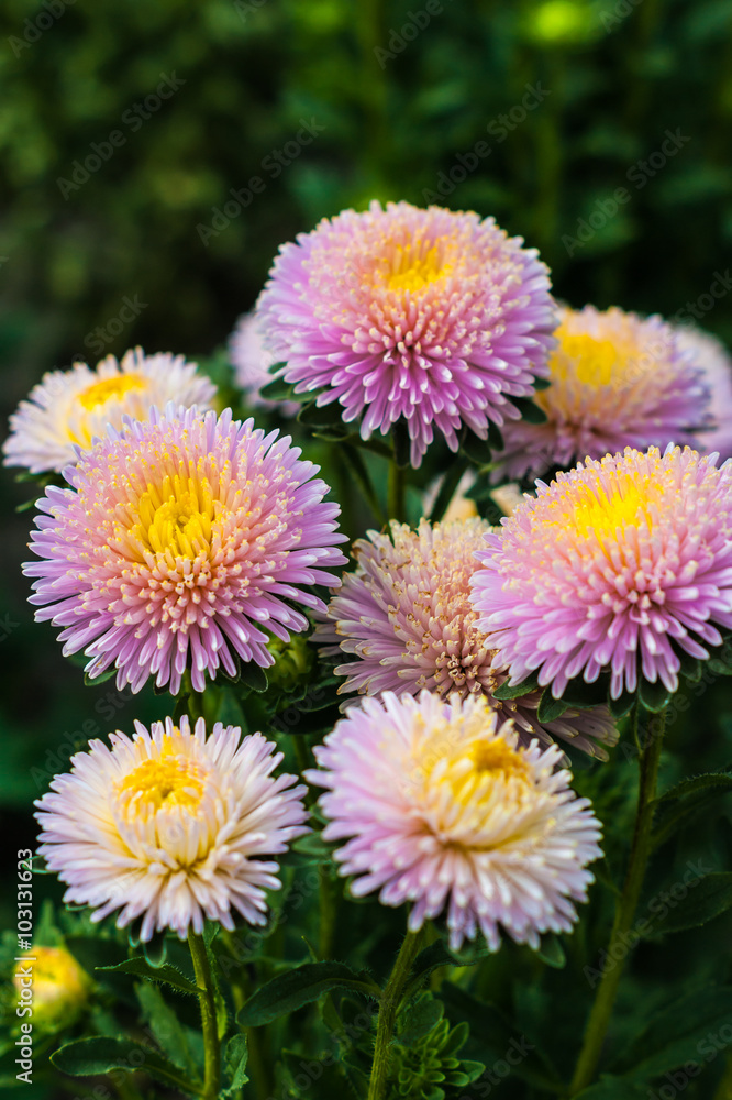 Bouquet of pink and yellow asters Bouquet of pink and yellow asters