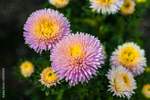 Bouquet of pink and yellow asters