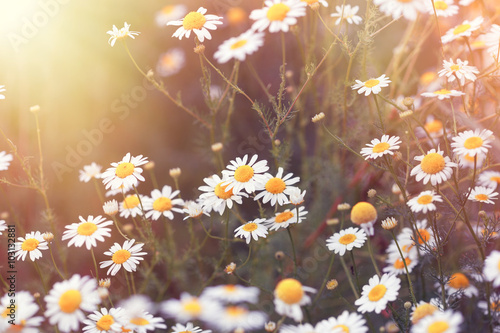 Daisy flower - wild chamomile