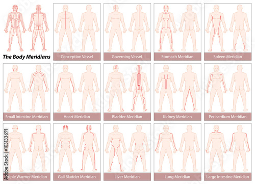 Fotografiet Body meridians - Chart with main acupuncture meridians, anterior and posterior view